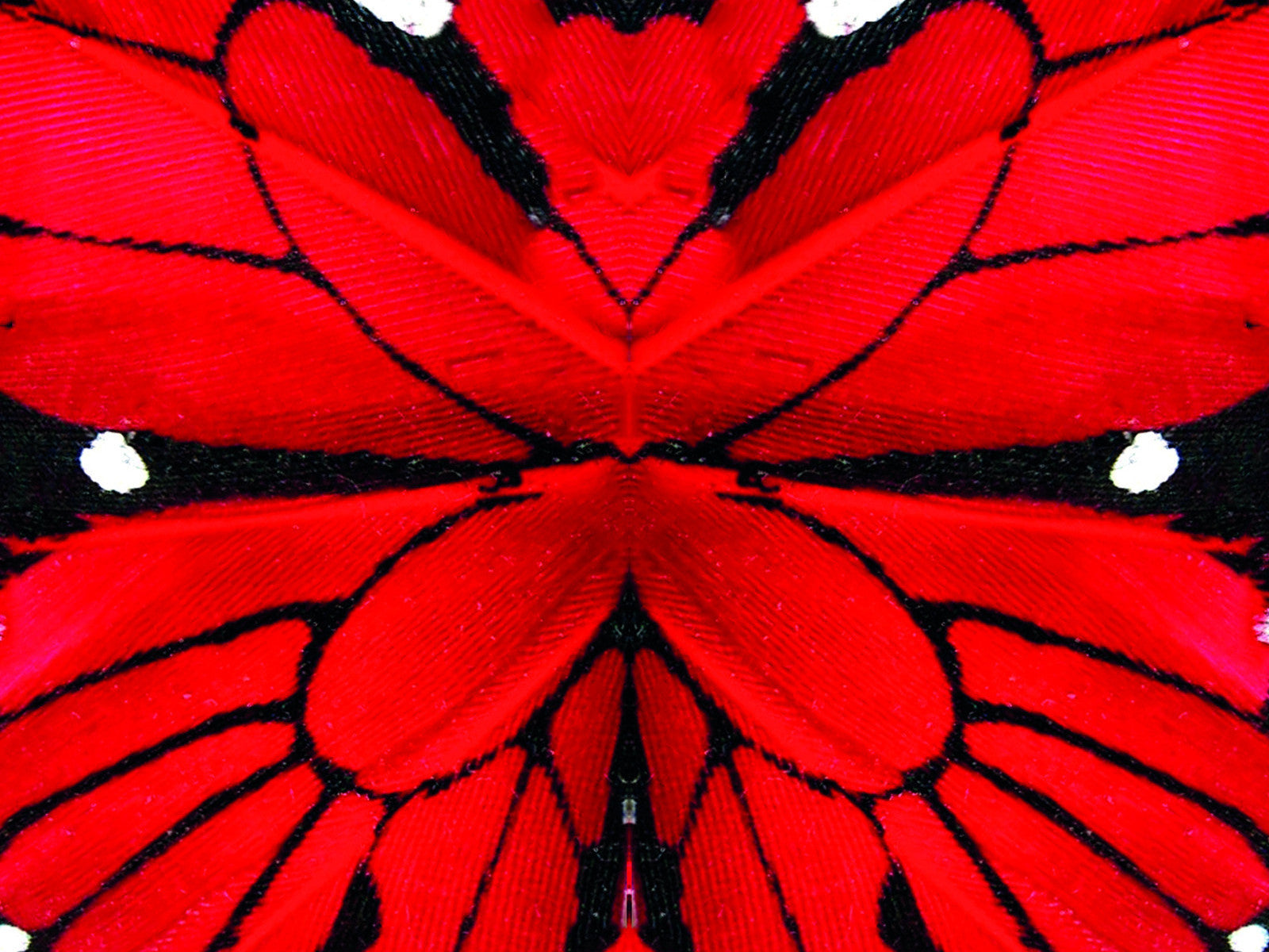 Red Papillon Hand-fan