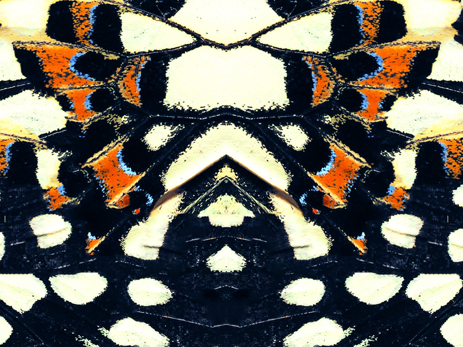 Khu Khu Black Nymph Beautiful Symmetrical Butterfly Print Hand-Fan, close up of the off white print with hints of blue and burnt orange.