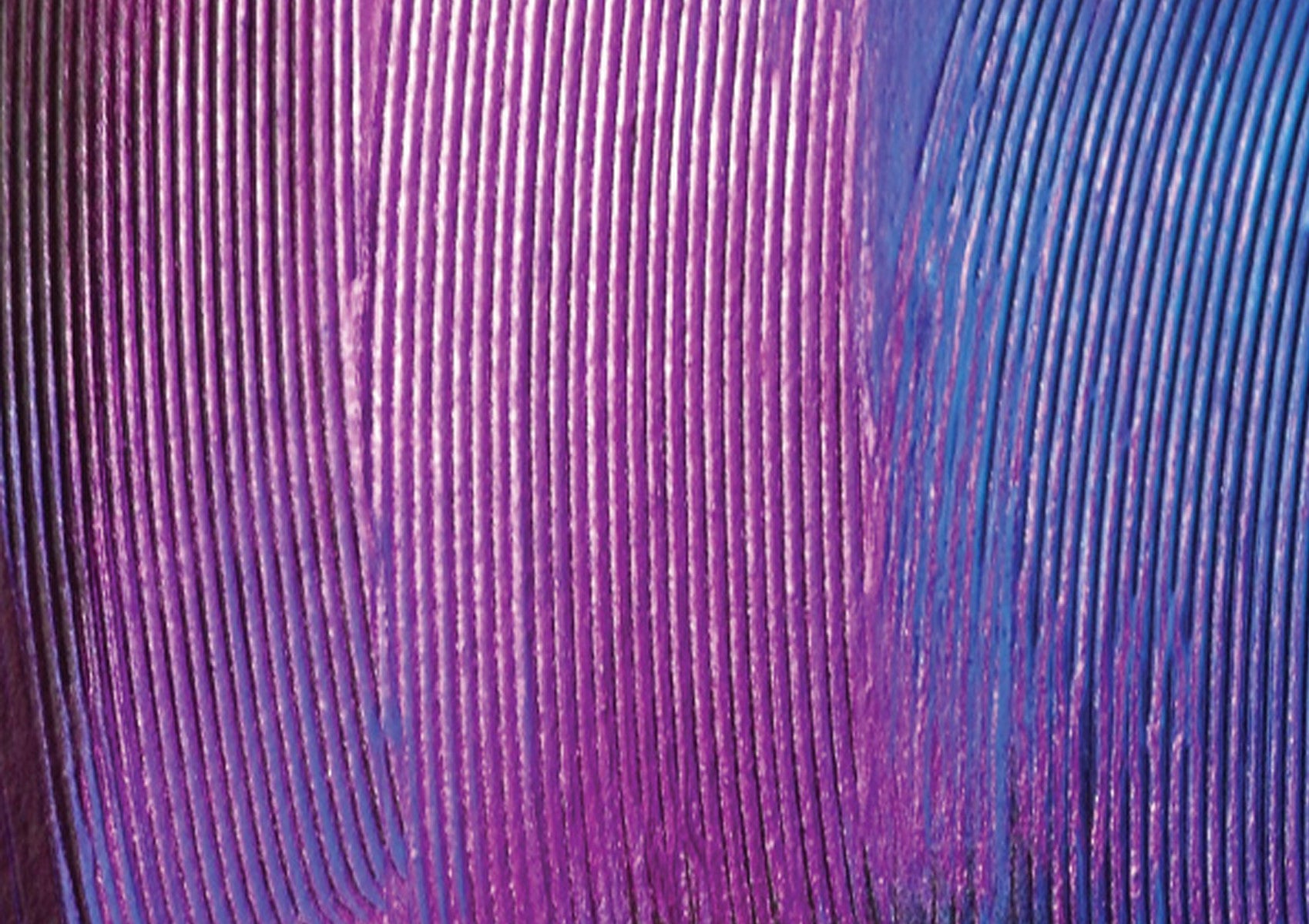 Khu Khu Close up of premium Cotinga Tropical Bird Wing Print Hand-Fan.  Purple and blue tones. Original painting was printed onto high grade cotton.