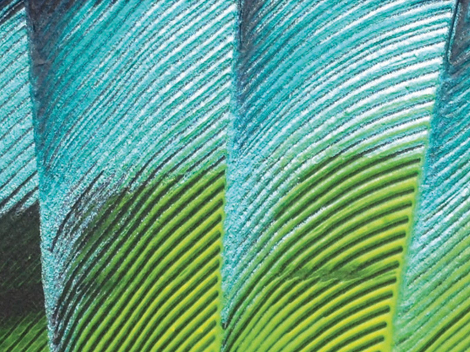 Macaw Hand-fan